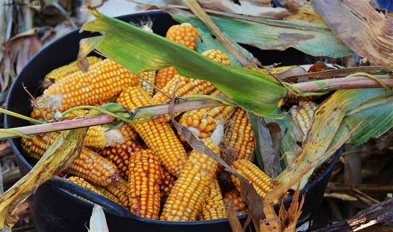 Desfolhada em São Lourenço - Cabril