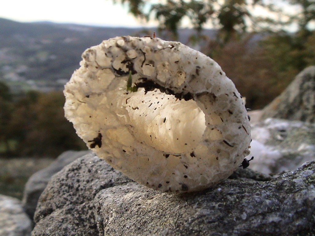 Fotos do VIII Encontro Micológico em Montalegre