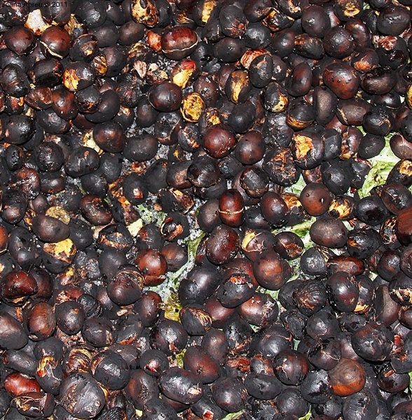 Funcionários da Câmara - Magusto 2011