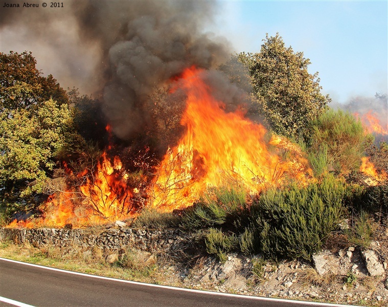 Incêndios - flagelo social
