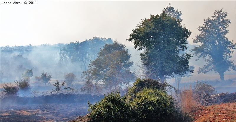 Incêndios - flagelo social