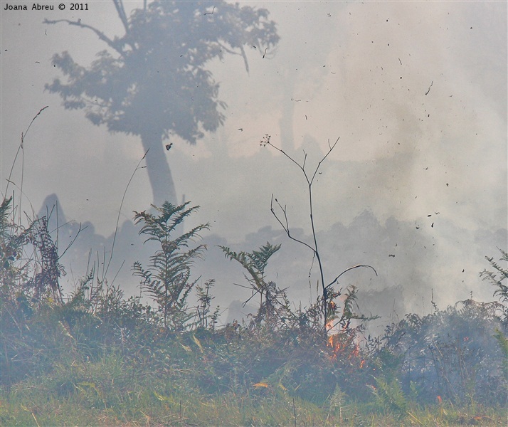 Incêndios - flagelo social