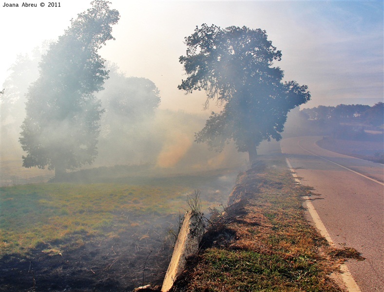 Incêndios - flagelo social