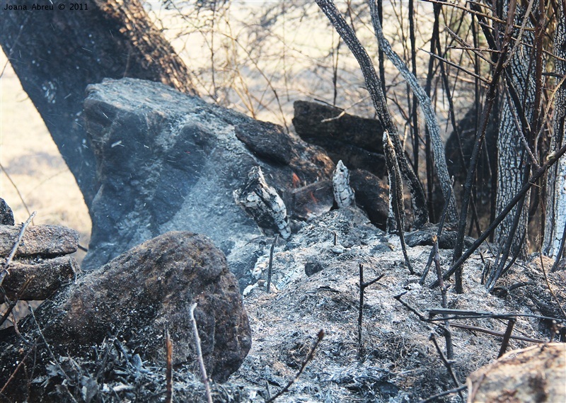 Incêndios - flagelo social