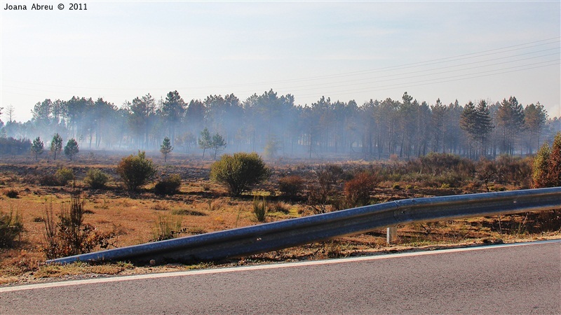 Incêndios - flagelo social