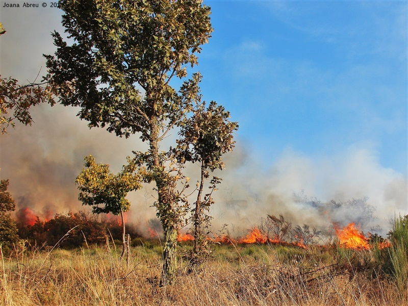 Incêndios - flagelo social