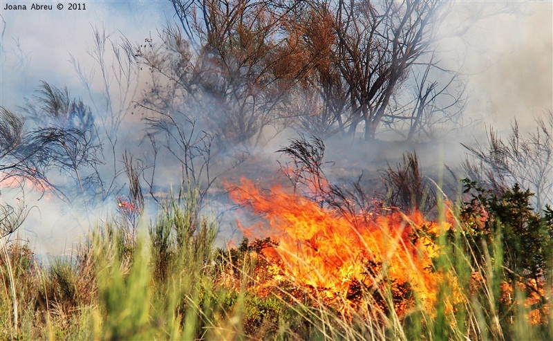 Incêndios - flagelo social