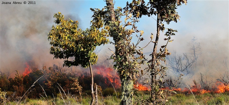 Incêndios - flagelo social
