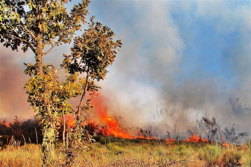 Incêndios - flagelo social