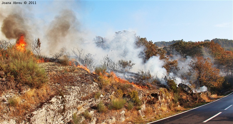 Incêndios - flagelo social