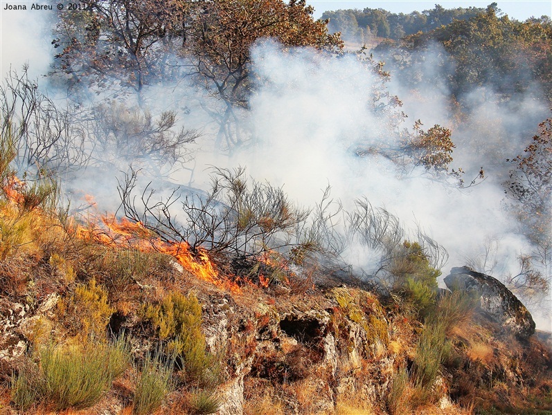 Incêndios - flagelo social