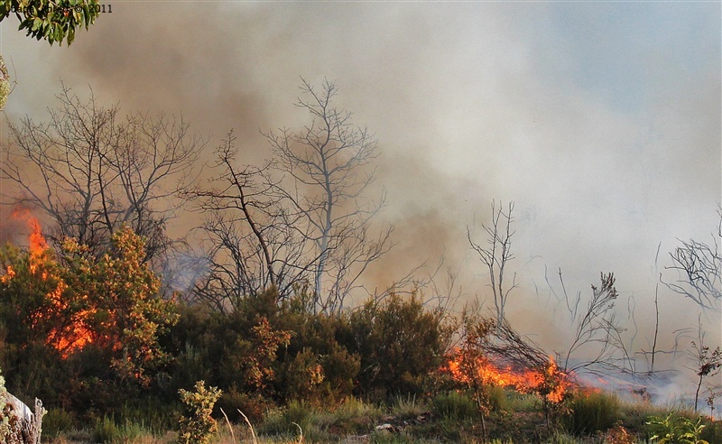 Incêndios - flagelo social