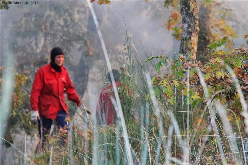 Incêndios - flagelo social