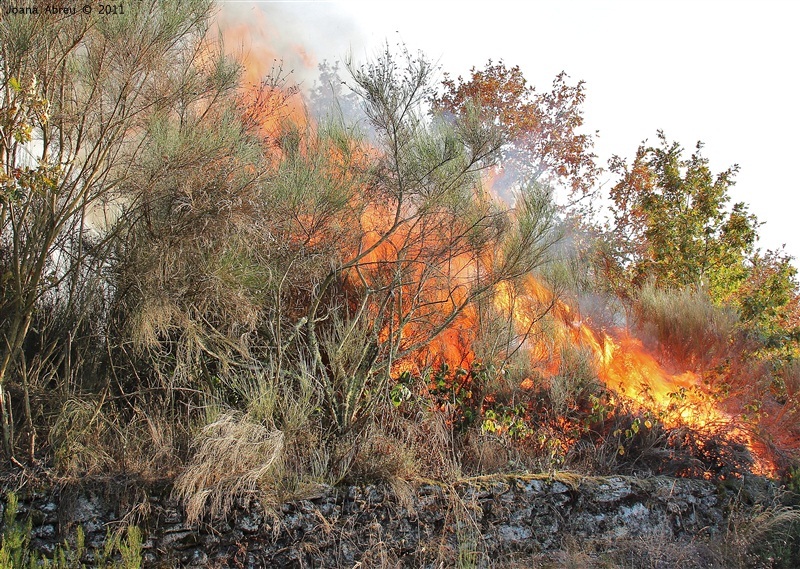 Incêndios - flagelo social