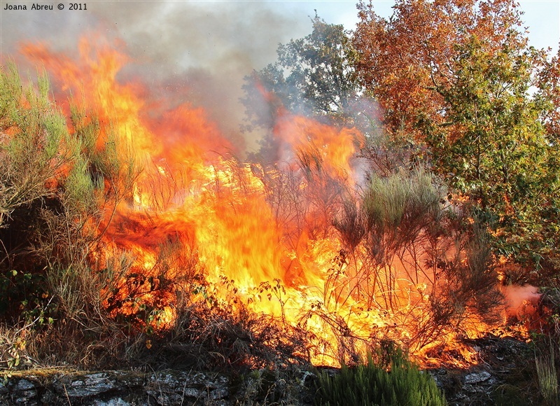 Incêndios - flagelo social