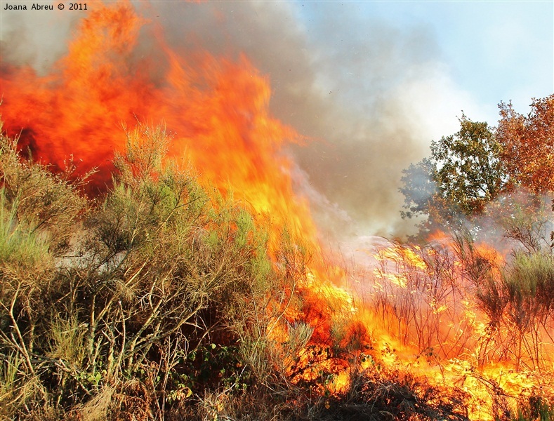 Incêndios - flagelo social