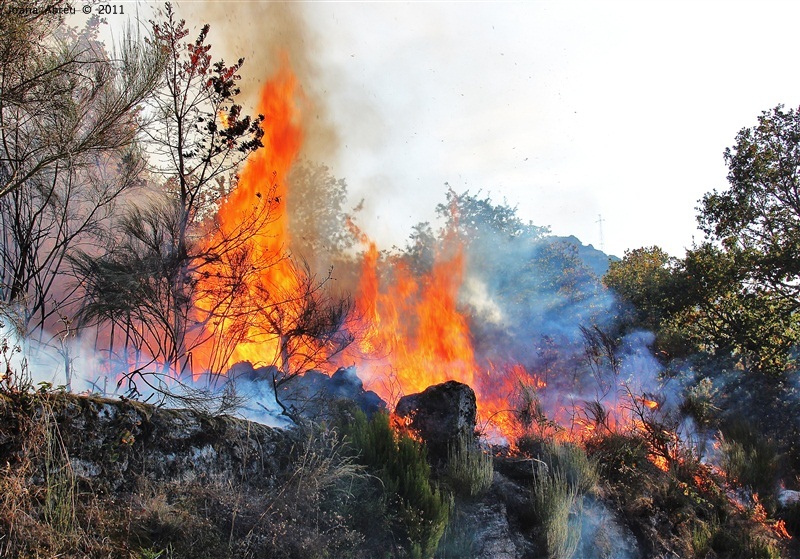 Incêndios - flagelo social