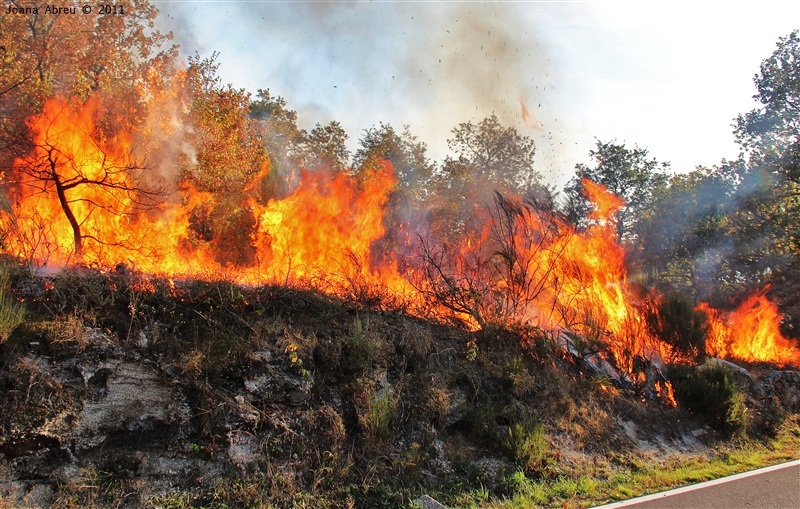 Incêndios - flagelo social