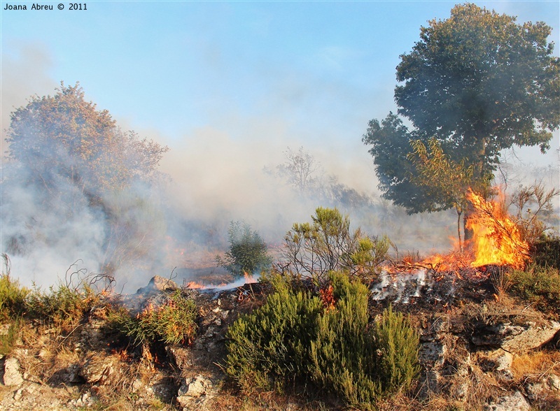 Incêndios - flagelo social