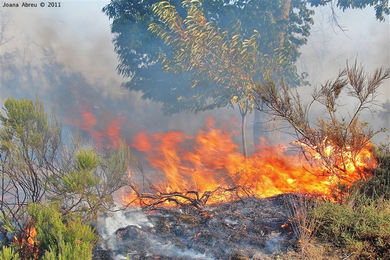Incêndios - flagelo social