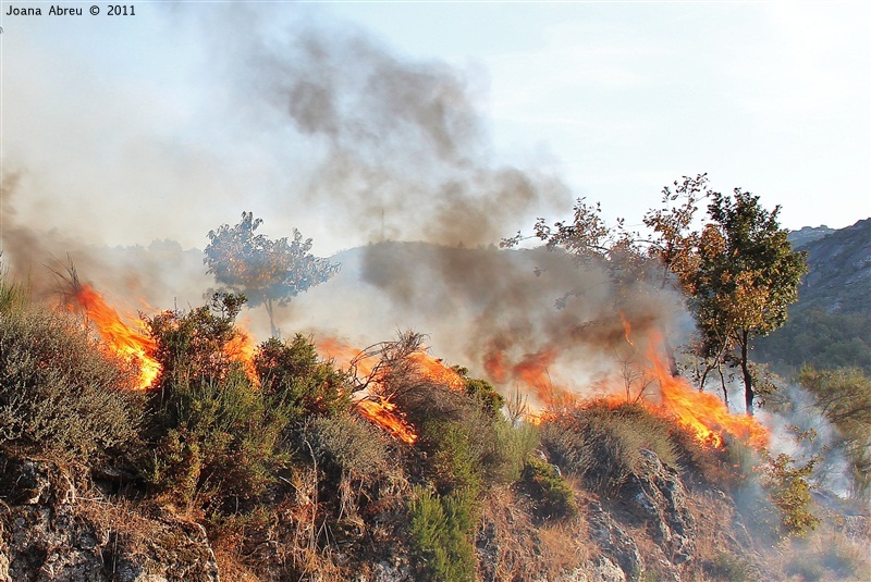 Incêndios - flagelo social