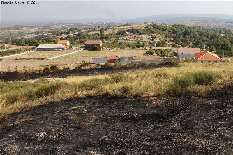 Incêndios - flagelo social