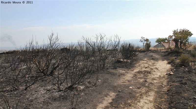 Incêndios - flagelo social