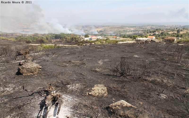 Incêndios - flagelo social