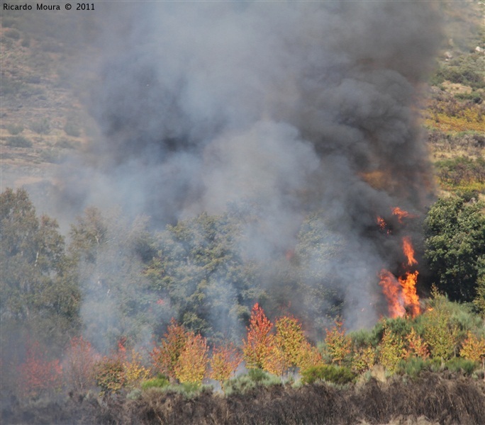 Incêndios - flagelo social