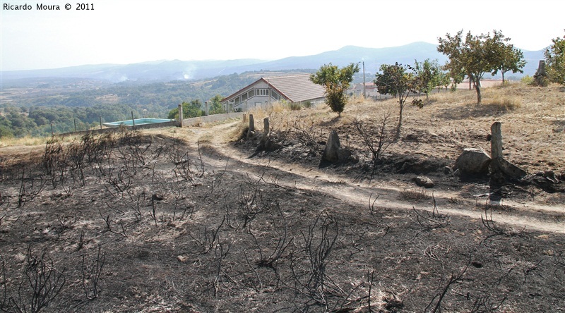Incêndios - flagelo social