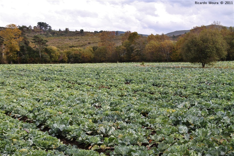 Mega couval na Quinta da Veiga