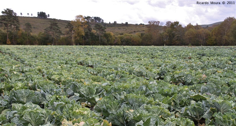 Mega couval na Quinta da Veiga