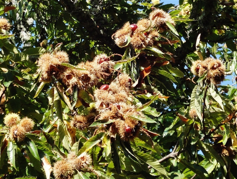 Castanha - «O fruto dos frutos»