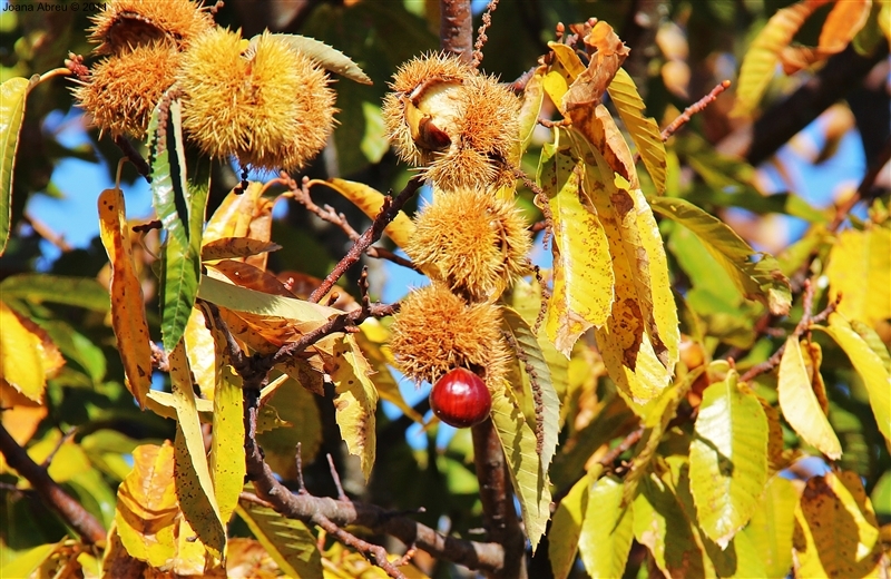 Castanha - «O fruto dos frutos»