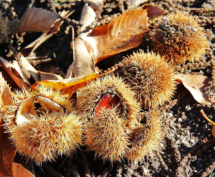Castanha - «O fruto dos frutos»