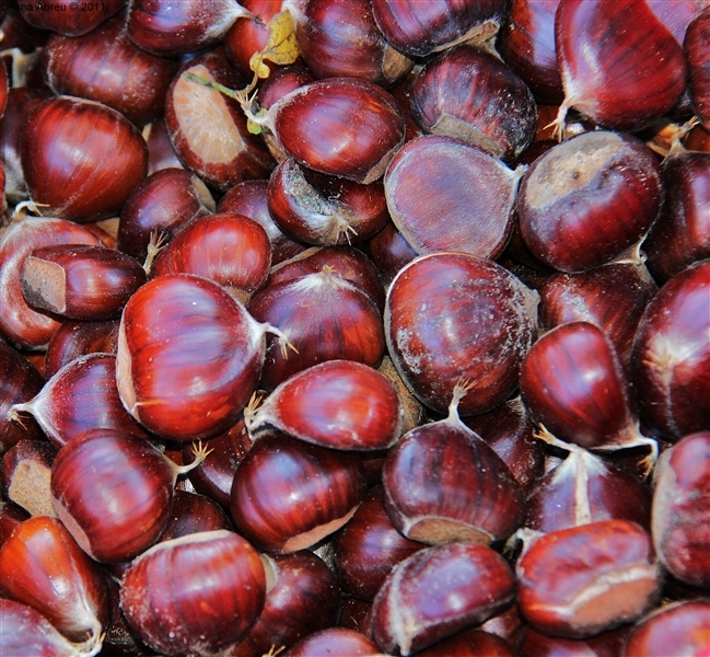 Castanha - «O fruto dos frutos»