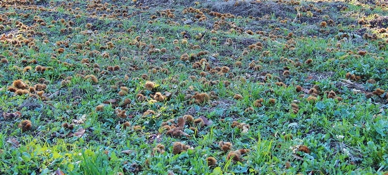 Castanha - «O fruto dos frutos»