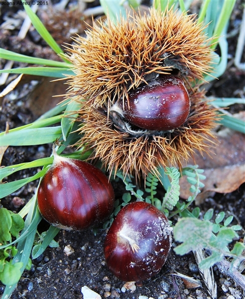 Castanha - «O fruto dos frutos»
