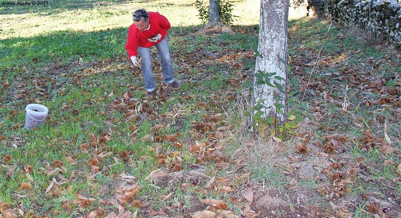 Castanha - «O fruto dos frutos»