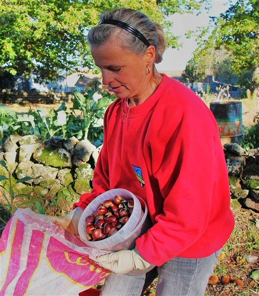 Castanha - «O fruto dos frutos»