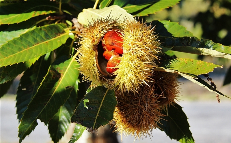 Castanha - «O fruto dos frutos»