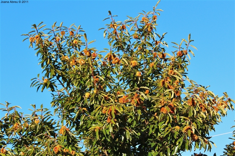 Castanha - «O fruto dos frutos»
