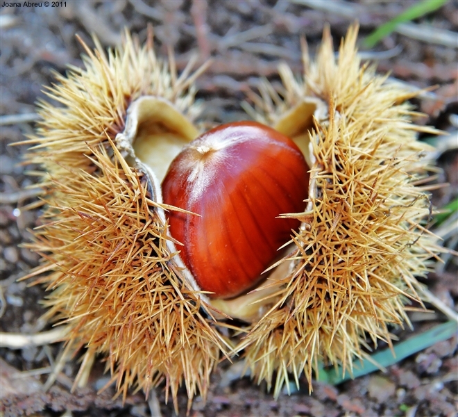 Castanha - «O fruto dos frutos»