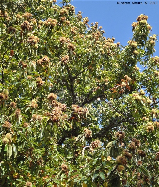 Castanha - «O fruto dos frutos»