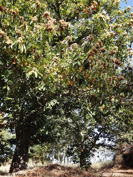 Castanha - «O fruto dos frutos»