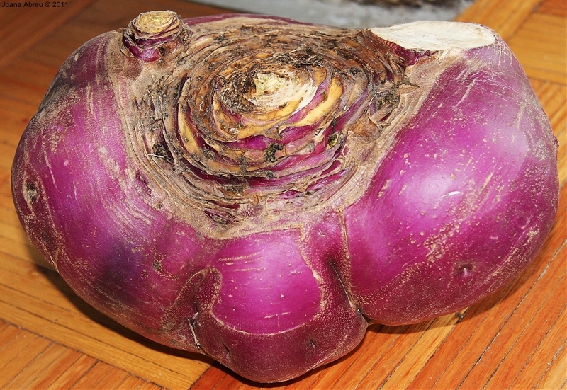 Nabo &quot;gigante&quot; em Montalegre