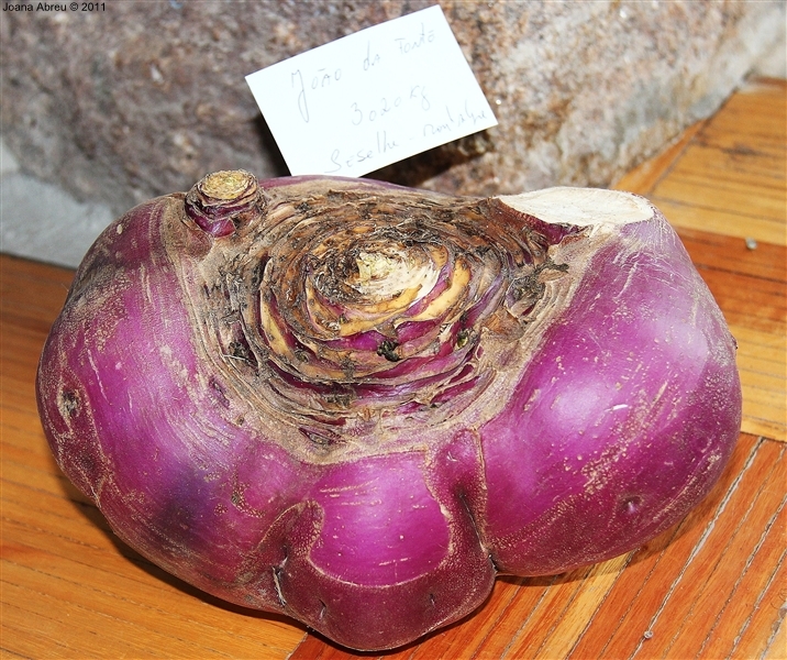 Nabo &quot;gigante&quot; em Montalegre
