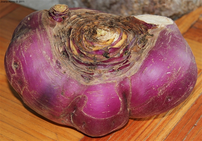 Nabo &quot;gigante&quot; em Montalegre