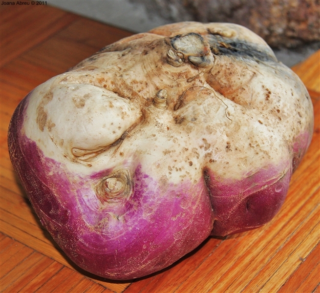 Nabo &quot;gigante&quot; em Montalegre