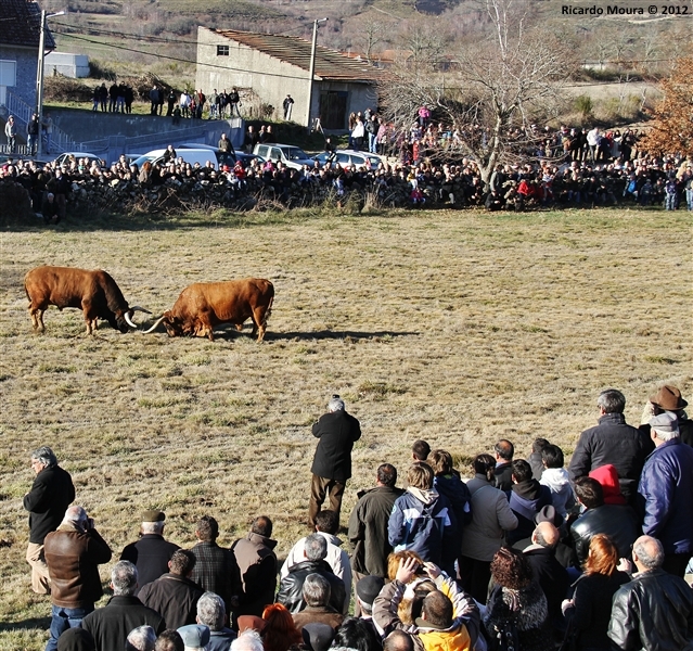 XXI Feira do Fumeiro - Chegas de Bois